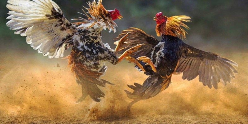 Vận dụng kinh nghiệm bắt kèo chọi kê Mỹ cựa dao hiệu quả