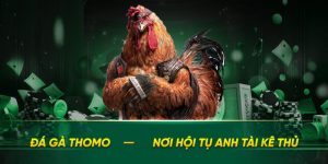 Đá gà Thomo