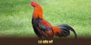 Gà siêu Mỹ
